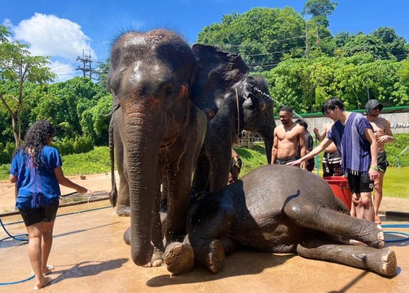 Elephant Experience With Transfers and Thai Food Buffet - Cultural Experience