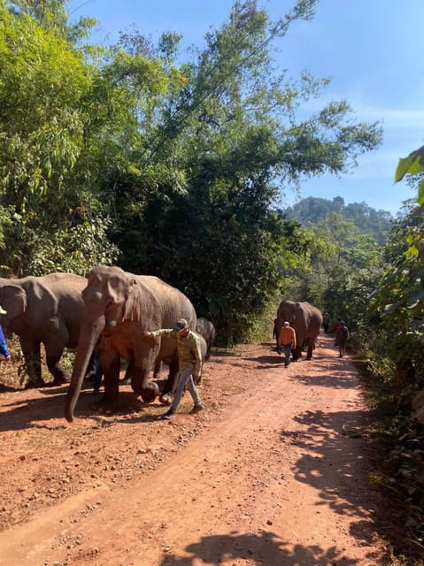 Elephant Home Sanctuary in Muang Thong Sayaboury Laos - Reservation and Booking Process