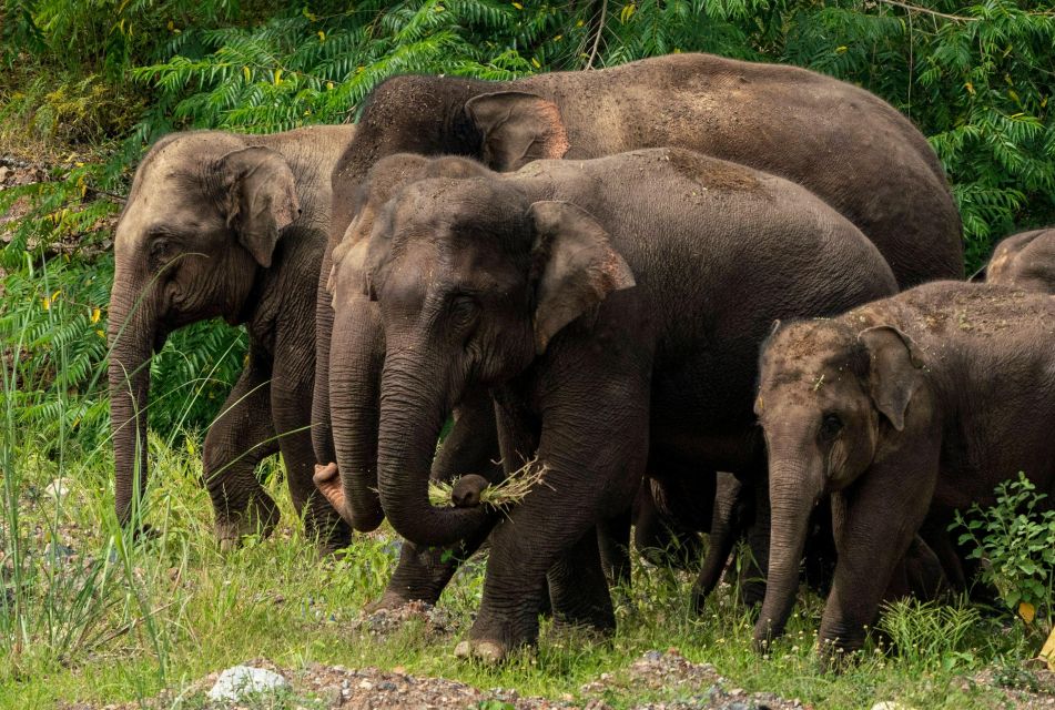 Elephant Keeper Experience Option Waterfall Day Tour - Inclusions and Transportation