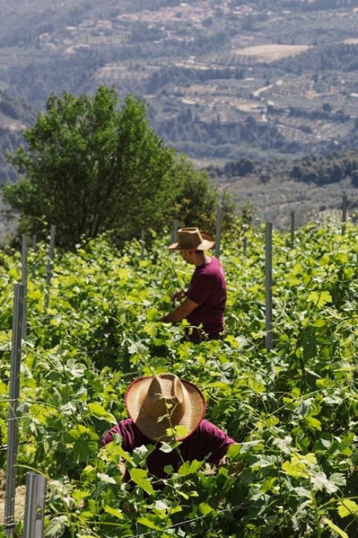 Enjoy a Unique All Day Wine Tasting Tour in Nemea - What to Bring