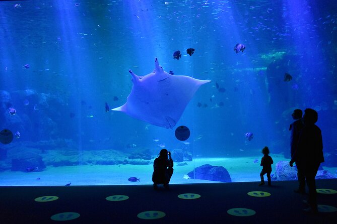 Entrance Ticket Nausicaa, the Biggest Aquarium in Europe - Visitor Reviews and Feedback