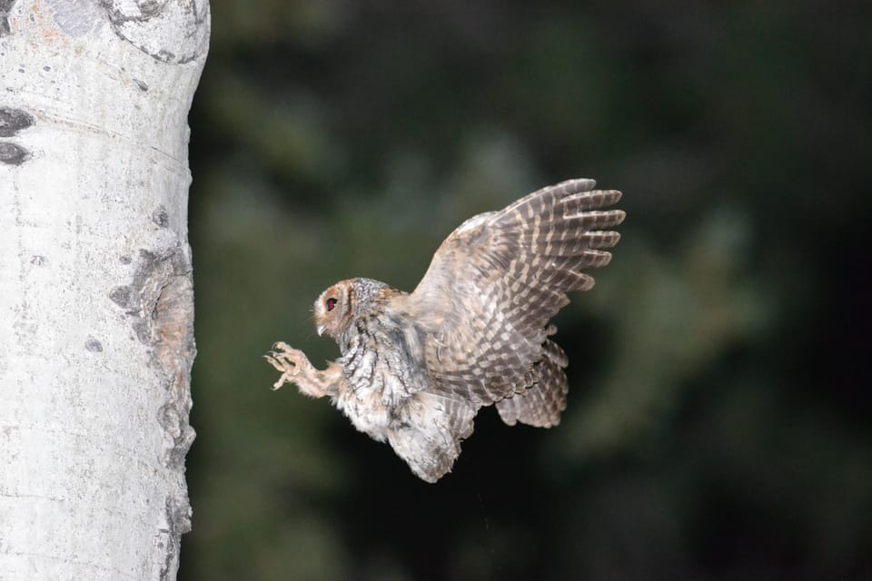 Estes Park: Birds of Colorado Speaker Series - Instructor and Expertise