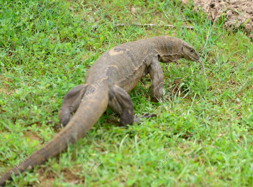 Exploration, Safari, & Guided Scooter Tour in Arugambay - Booking Information