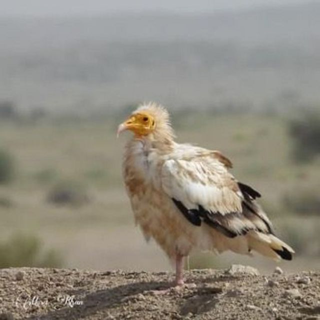 Explore The Desert National Park With Experience Guide - Booking Process Explained