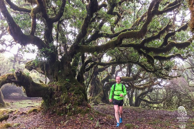 Fanal Ancient Forest Running Tour (Easy-Moderate) - Traveler Reviews and Feedback