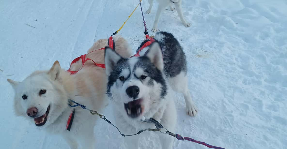 Firewalkers Alaskan Malamutes the State Dog of Alaska - Firewalkers Experience Overview