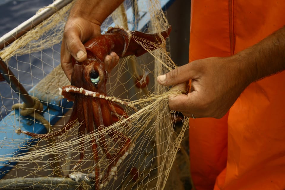 FISHING Experience: Zingaro Reserve, Scopello Lunch on Board - Important Meeting Details