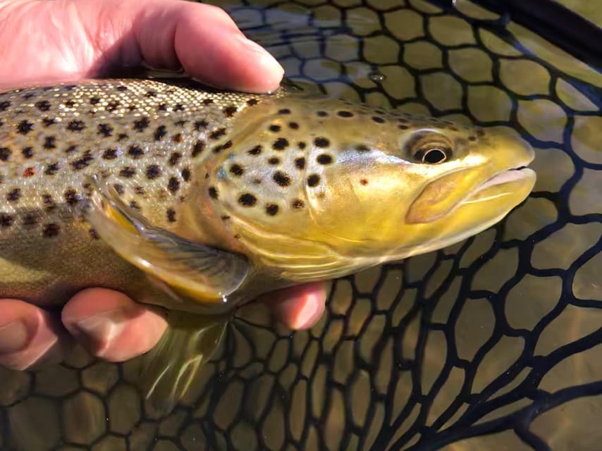 Fly Fish Utah Blue Ribbon Trout Waters - Instructional Support Offered