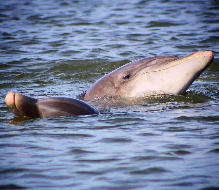 Folly Beach Dolphin Viewing Boat Excursion - Included Amenities