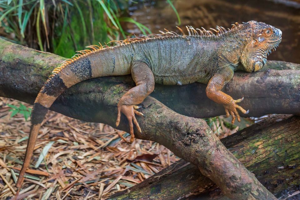 Foz Do Iguaçu: Bird Park Experience - Interactive Experiences