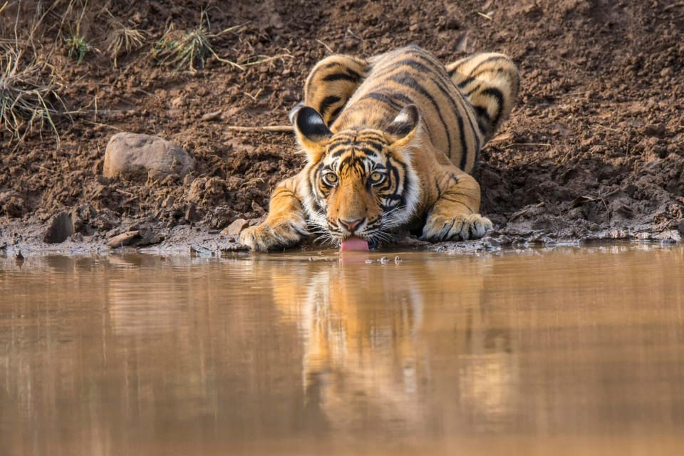 From Agra: 2 Days 1 Night Ranthambore Tiger Safari Tour - Important Information and Requirements