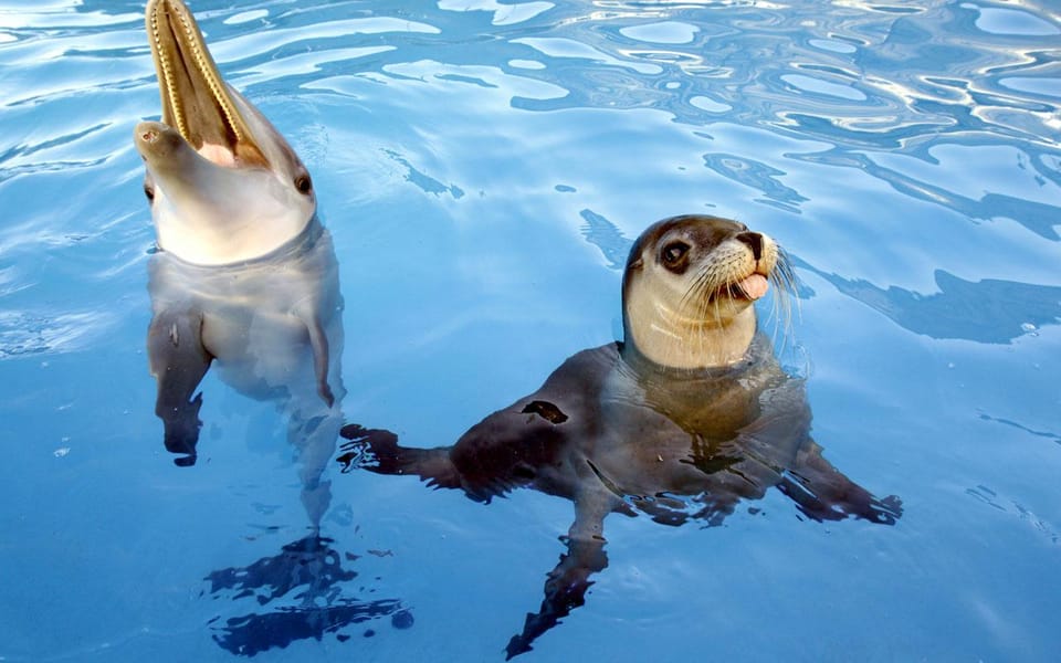 From Antalya Dolphin Show - Animal Welfare Commitment