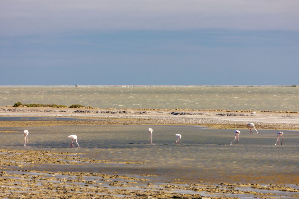 From Arles: Half-Day 4x4 Camargue Safari - What to Bring