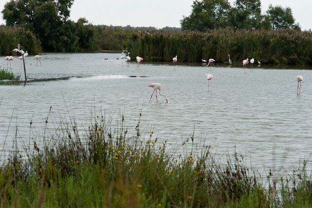 From Avignon: Half-Day Camargue and Saintes-Maries-de-la-Mer - Inclusions and Exclusions