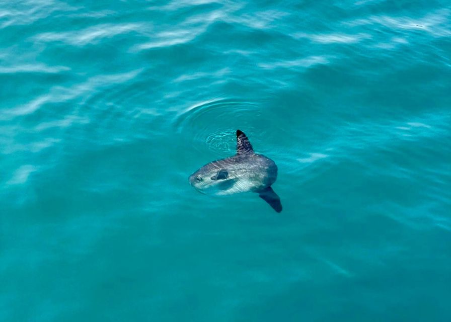 From Benalmádena & Torremolinos: Dolphin Watch Boat Trip - Scenic Views and Photography