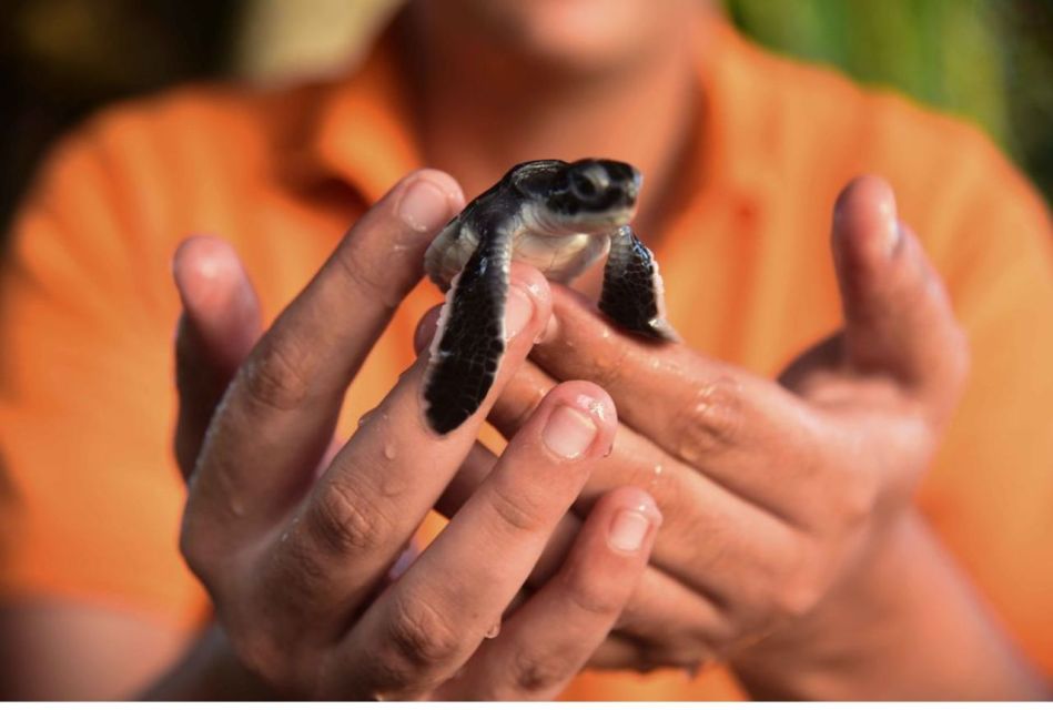 From Bentota: Madu River Safari & Turtle Hatchery Visit - Pickup and Drop-off Locations