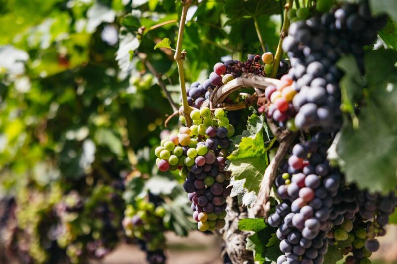 From Bordeaux: Half-Day Saint-Émilion Tour and Wine Tasting - Meeting Point Details