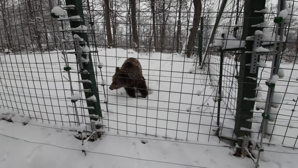 From Brasov: Libearty Bear Sanctuary Guided Tour - Sanctuary Experience Highlights