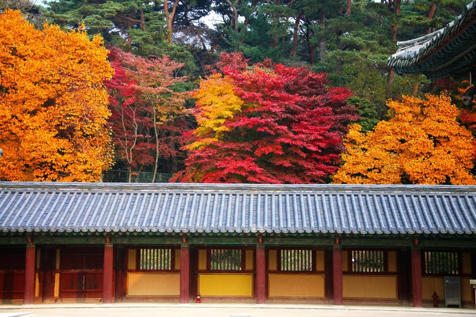 From Busan: Gyeongju Autumn Foliage One Day Tour - Guided Experience