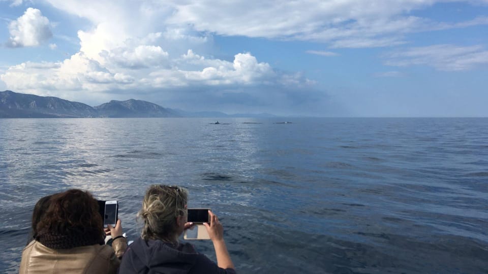 From Cala Gonone: Dolphin & Birdwatching in Orosei Gulf - Inclusions and Restrictions