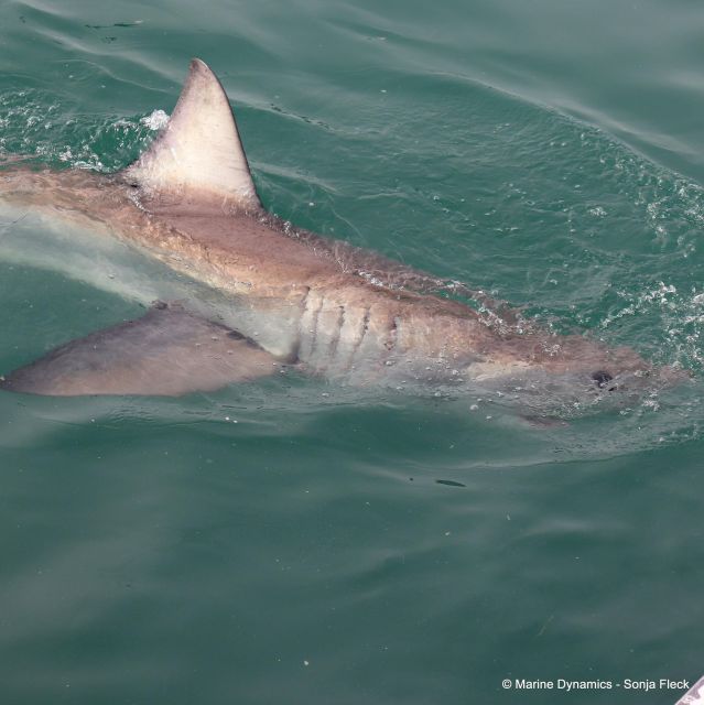 From Cape Town: Shark Cage Diving and Viewing - Whats Included