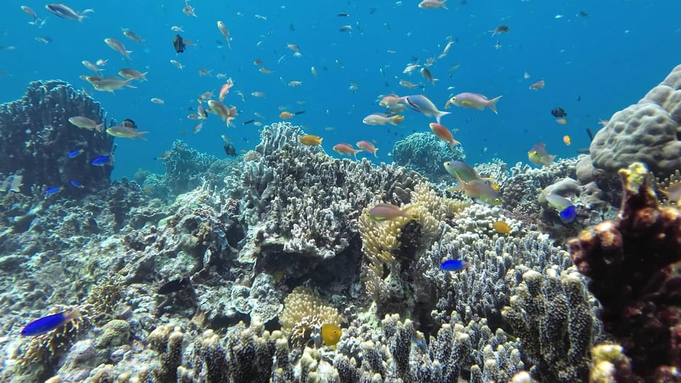 From Cebu City: Moalboal Pescador Snorkeling Tour + Lunch - Lunch and Leisure