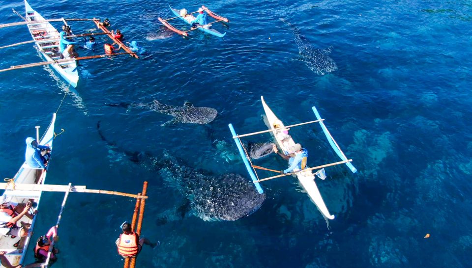 From Cebu City: Scuba Diving With Whale Sharks Trip in Oslob - Included Services