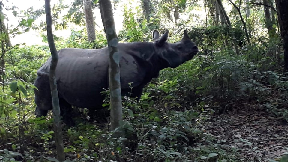 From Chitwan: Half Day Jeep Safari With Group - Inclusions and Exclusions