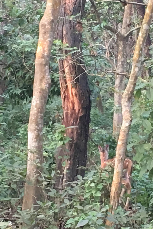 From Chitwan: National Park Jungle Private Day Hiking - Inclusions and Exclusions