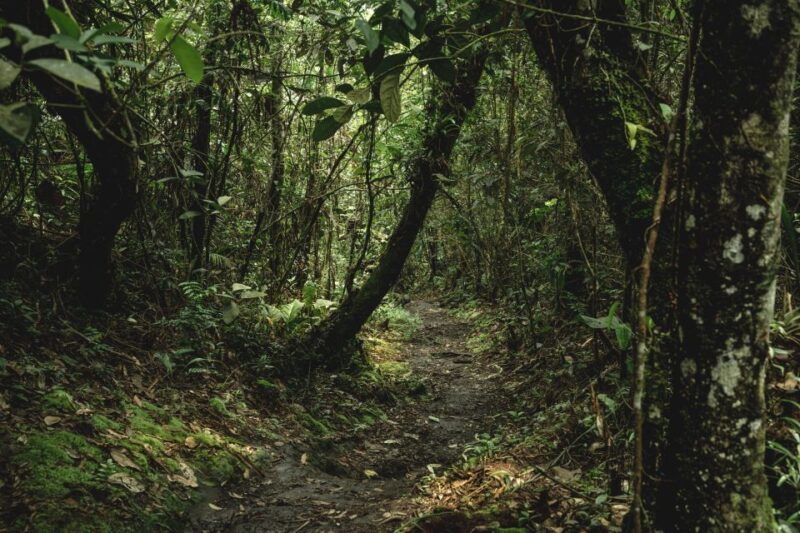 From Colombo-Negombo-Bentota-Kalutara: Sinharaja Hike - Inclusions