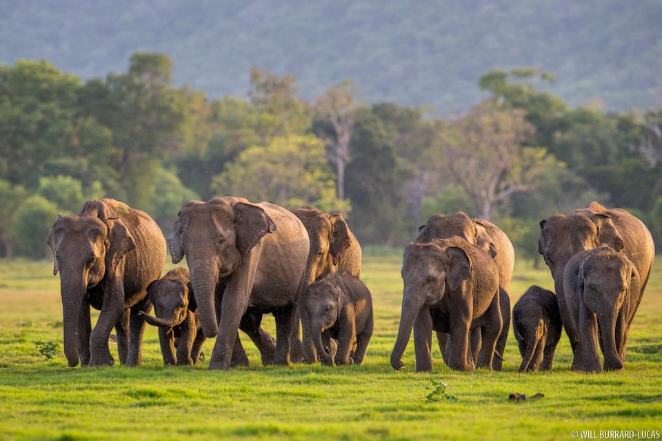 From Colombo: Sigiriya / Dambulla & Safari Day Tour - Inclusions