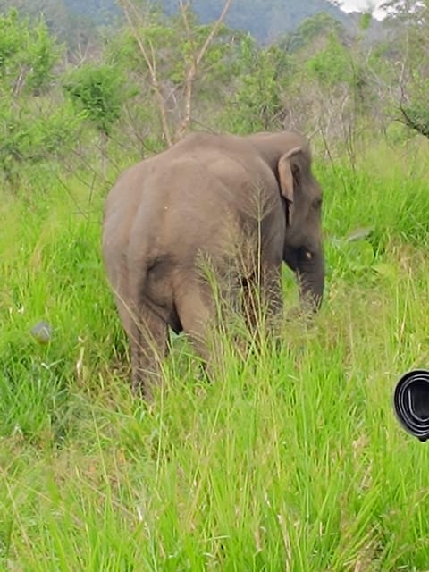 From Colombo: Udawalawe National Park Safari With Lunch - Safari Experience