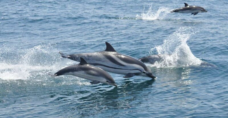 From Costa Del Sol: Gibraltar Dolphin Watching by Boat - Exploring Gibraltar
