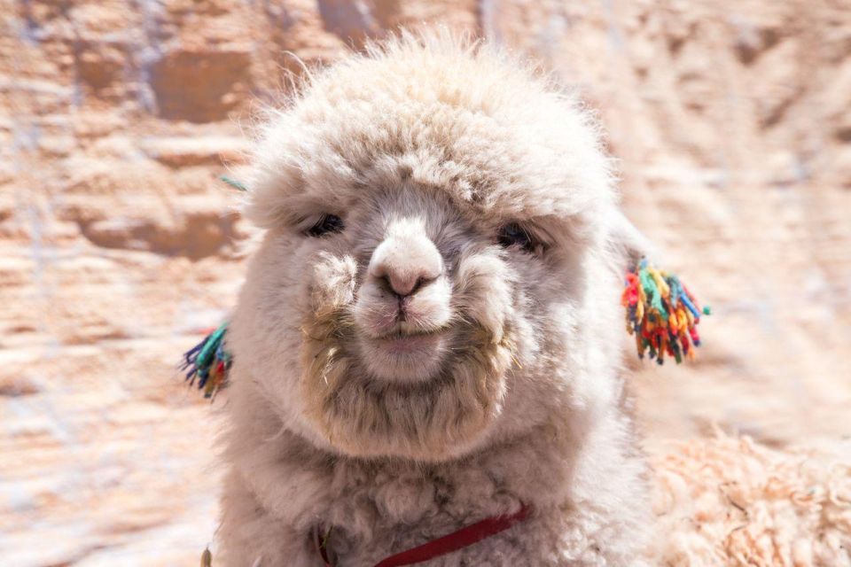 From Cusco: Rainbow Mountain 1-Day + Breakfast and Lunch - Preparing for Altitude