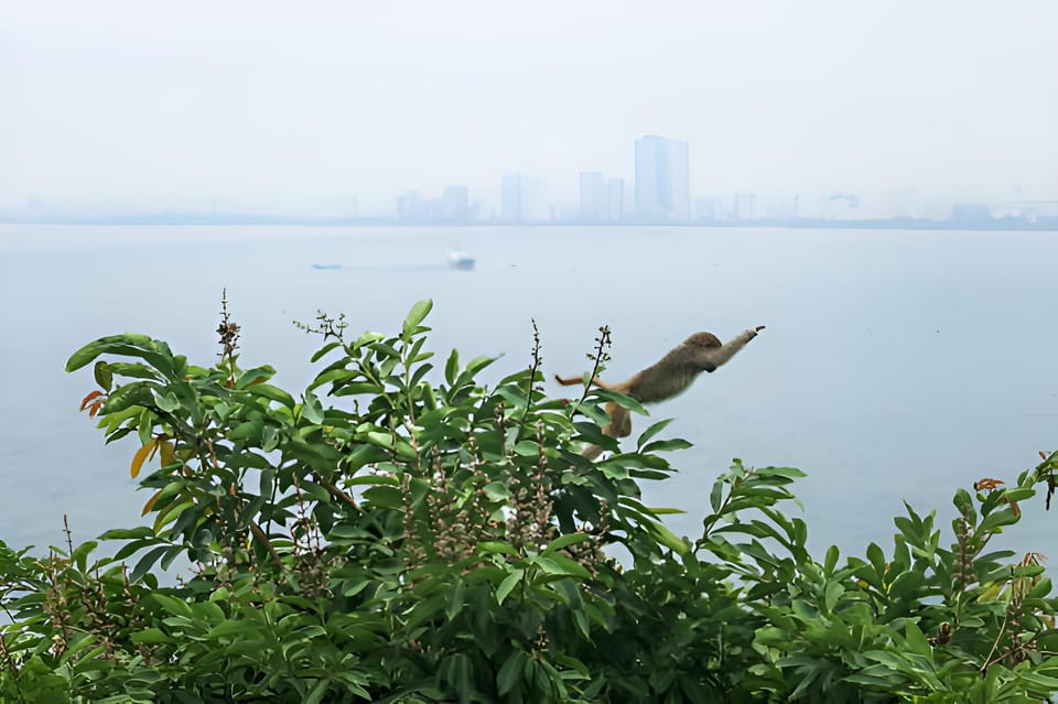 From Da Nang: Wildlife Watching, Douc Langurs Watching - Inclusions and Expert Guidance