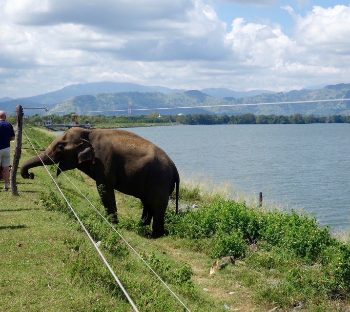 From Ella: Udawalawe Safari With Elephant Transit Home - Inclusions