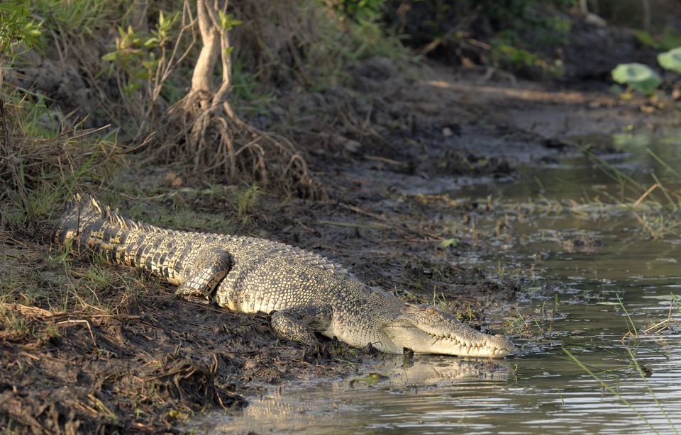 From Habarana or Sigiriya: Minneriya National Park Safari - Pickup and Transportation