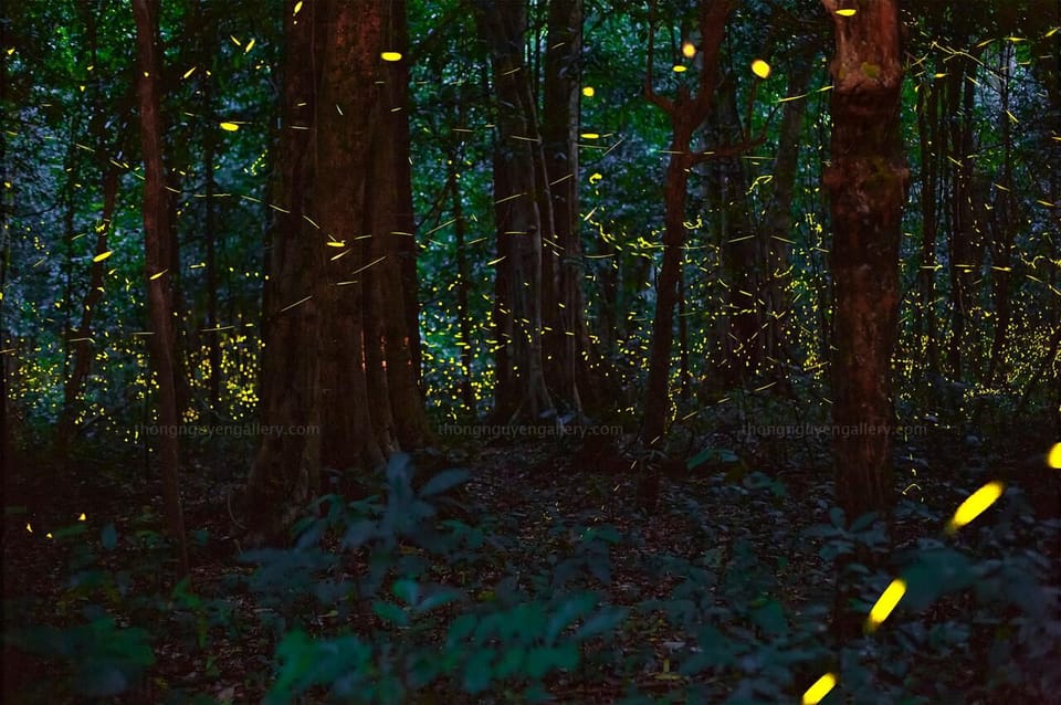 From Hanoi: Visit Cuc Phuong National Park & Admire Firefly - Cancellation Policy