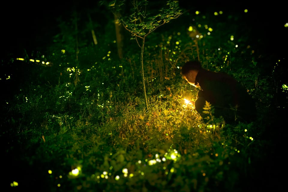 From HCM: Mekong Delta My Tho Ben Tre Fireflies - Experience Highlights