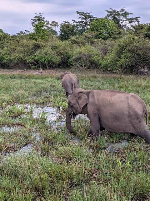 From Hikkaduwa/Galle/Mirissa : Udawalawa Safari & Drop Ella - Pickup Locations