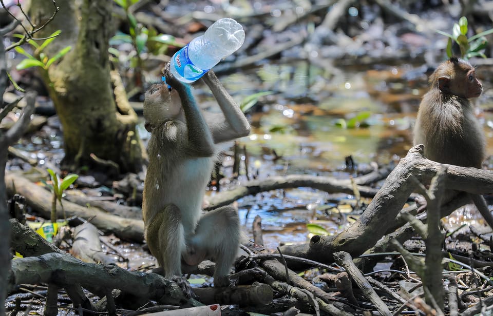 From Ho Chi Minh: Can Gio Mangrove Forest & Monkey Island - Booking Information