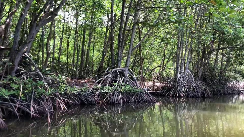 From Ho Chi Minh: Can Gio Mangrove Forest - Monkey Island - Important Information for Travelers