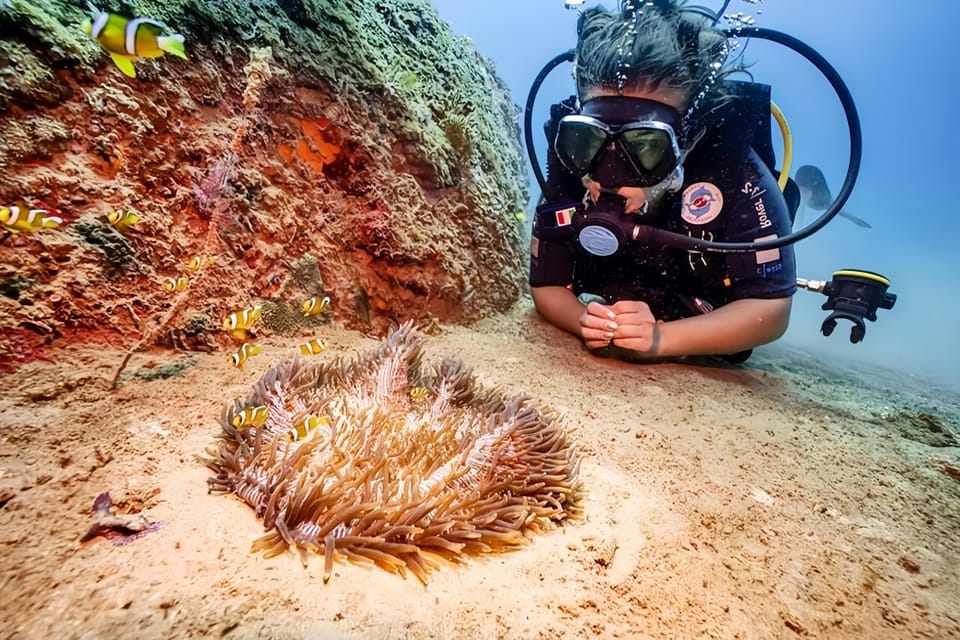 From Hoi An/ Da Nang: Swimming & Snorkeling In Cham Islands - Inclusions and Exclusions