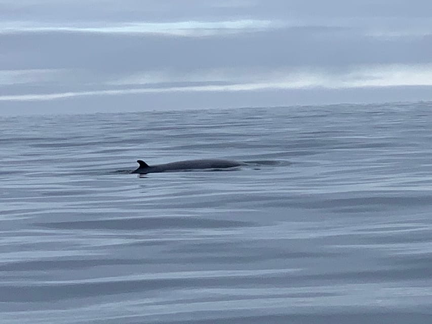 From Honningsvåg: North Cape Private Fishing Boat Trip - Wildlife Viewing Opportunities