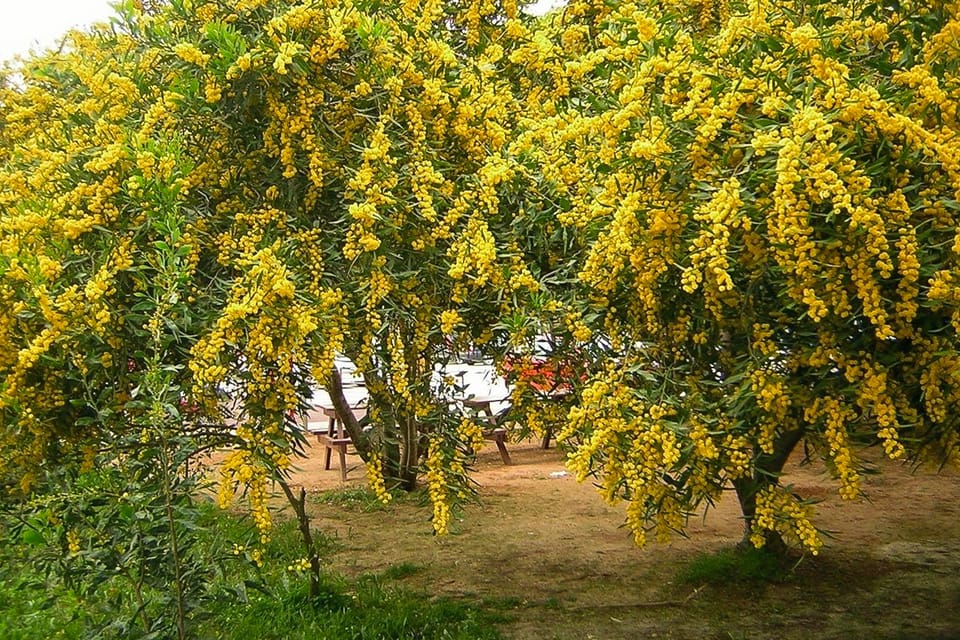 From Istanbul: Büyükada Walking Full-Day Tour - Participant Information