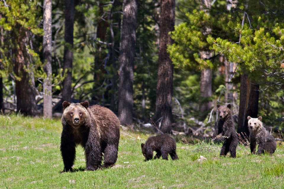 From Jackson: Grand Teton Sunset and Sightseeing Tour - Guided Tour Experience