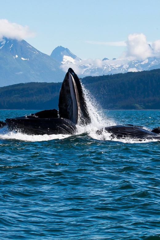 From Juneau: Whale Watching Cruise With Snacks - Customer Reviews