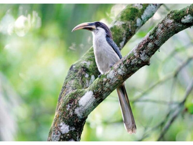 From Kandy: Bird Watching Tour to Udawatte Kele Sanctuary - Important Information for Participants