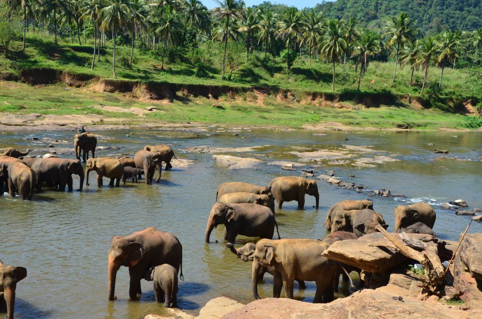 From Kandy: Pinnawala Day Tour - Inclusions and Fees