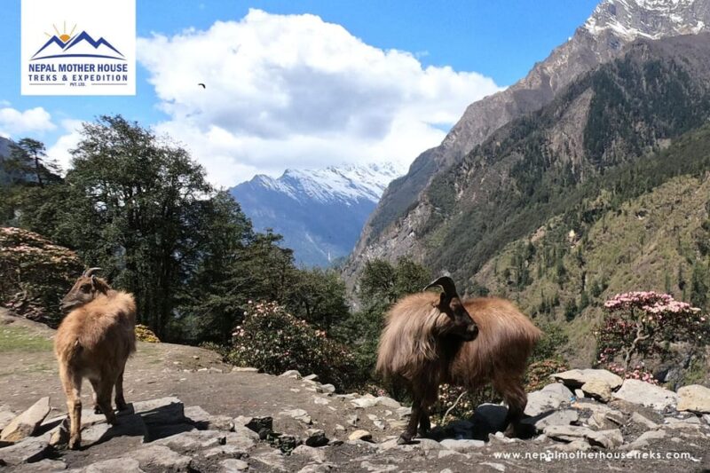 From Kathmandu: Manaslu Circuit Tea House Trek 11 Days - Meals Provided